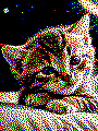Beispielmotiv Katze