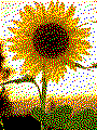 Beispielmotiv Sonnenblume