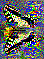 Beispielmotiv Schmetterling