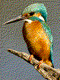 Eisvogel Maxi