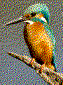 Eisvogel Midi