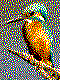 Eisvogel Mini