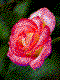 Rose Kreativvorlage in MAXI