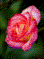Rose als Kreativvorlage