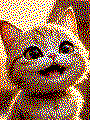 Katze als Kreativvorlage