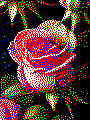 Rose als Kreativvorlage