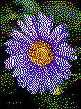 Blume als Kreativvorlage