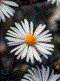 Blume Kreativvorlage in MAXI